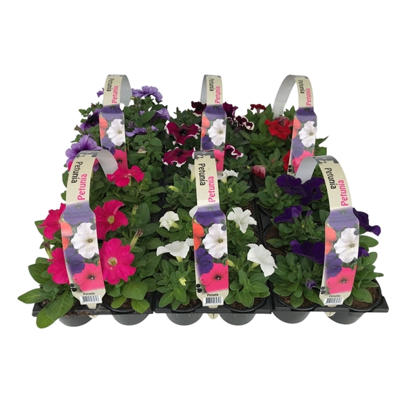 <h4>Petunia mixkar 6p</h4>