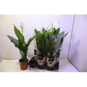 arr8 Spath Bingo Cupido