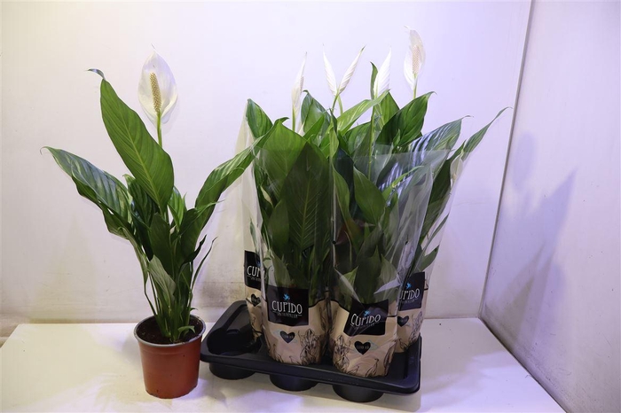 <h4>arr8 Spath Bingo Cupido</h4>