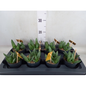 Aloe  'Paradisicum'