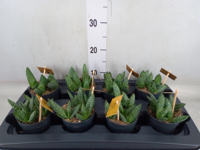 <h4>Aloe  'Paradisicum'</h4>