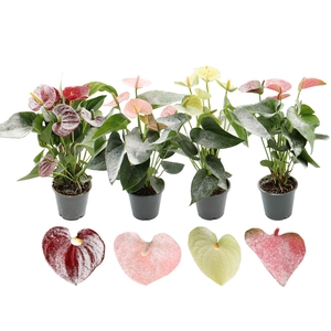 Anthurium Make-Upz Snow 4 color mix in transparant sleeve