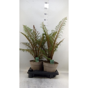 Cyathea tomentosissima