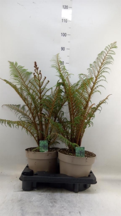 <h4>Cyathea tomentosissima</h4>