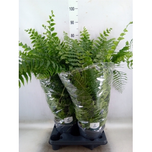 Nephrolepis   ...