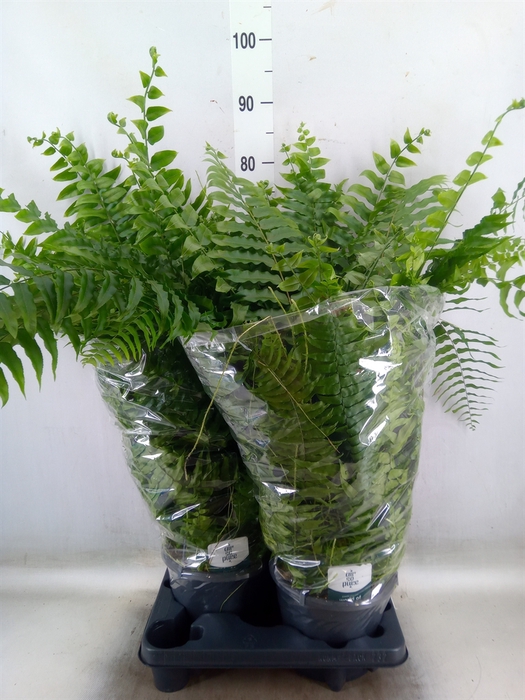 <h4>Nephrolepis   ...</h4>