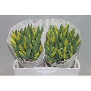 Tulipa si strong gold