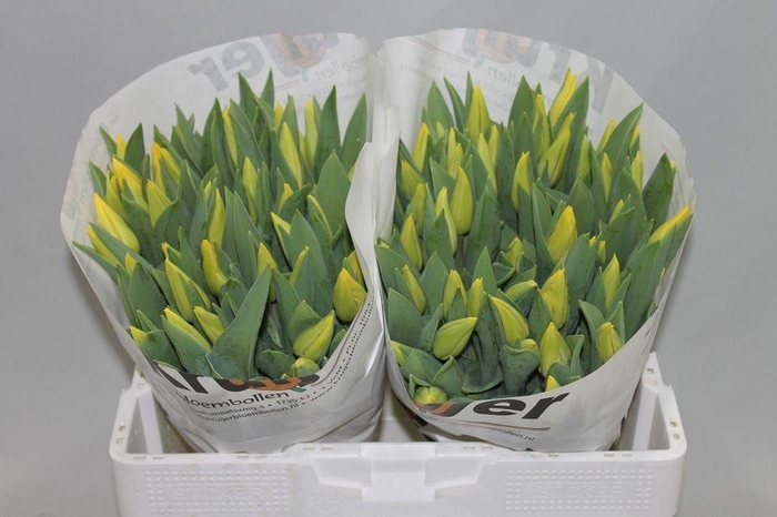 <h4>Tulipa si strong gold</h4>