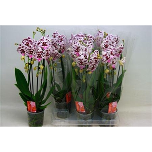 Phal El Cascade 2 Branche 16+ Vert.