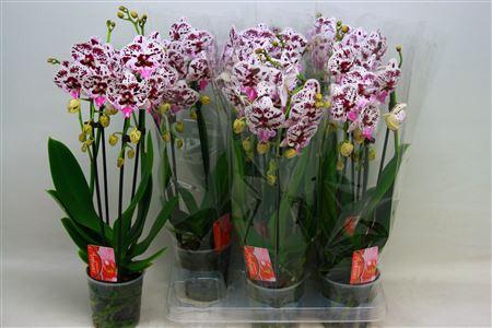 <h4>Phal El Cascade 2 Branche 16+ Vert.</h4>