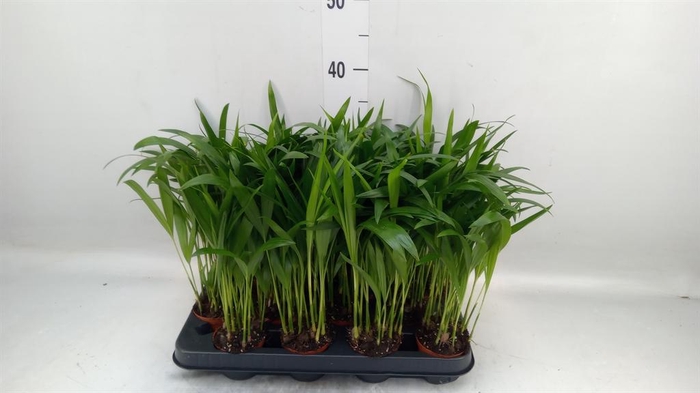 <h4>Dypsis lutescens   ...Chrysalidoca</h4>