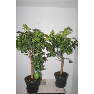 Citr Limon 4+