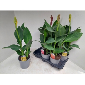 CANNA CANNOVA GEM