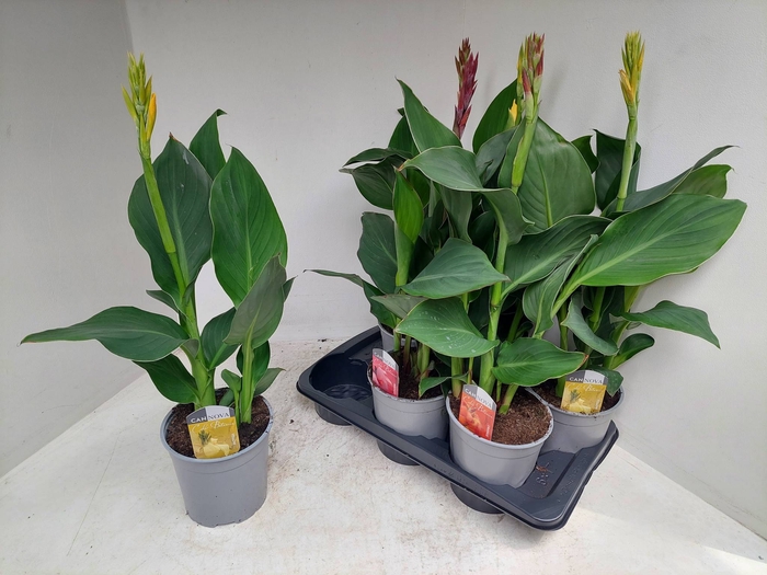 <h4>CANNA CANNOVA GEM</h4>