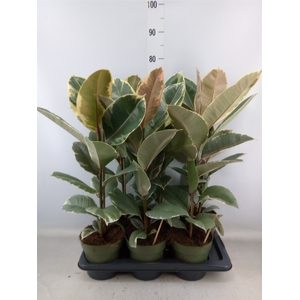 Ficus elastica 'Tineke'