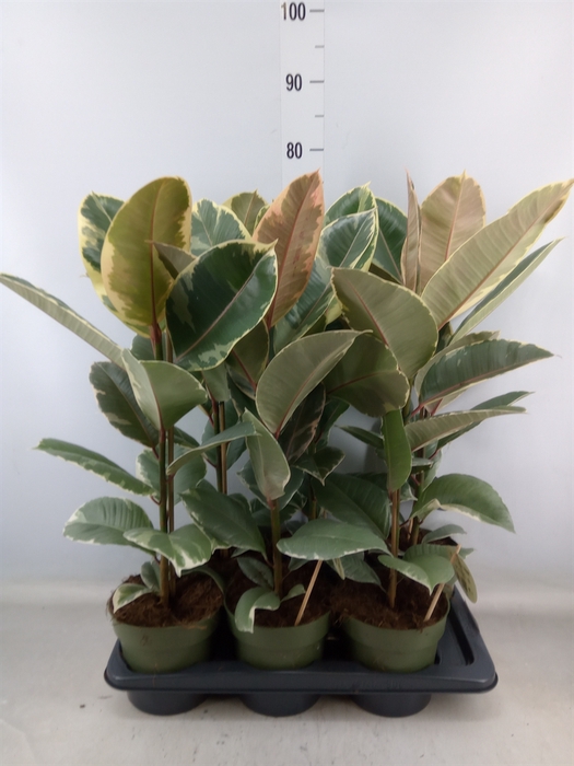 <h4>Ficus elastica 'Tineke'</h4>