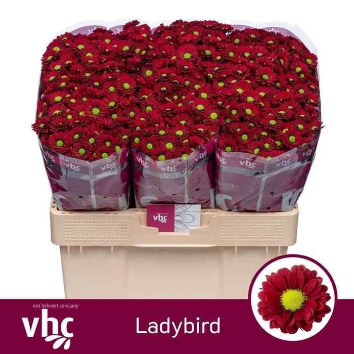 <h4>Sant Ladybird</h4>