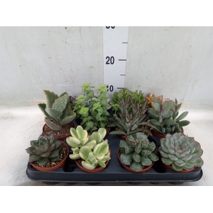 Succulents   ...