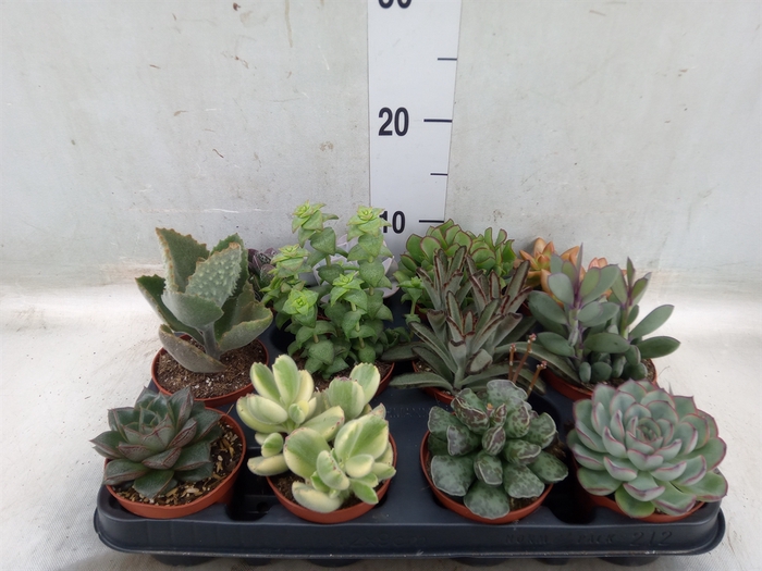 <h4>Succulents   ...</h4>