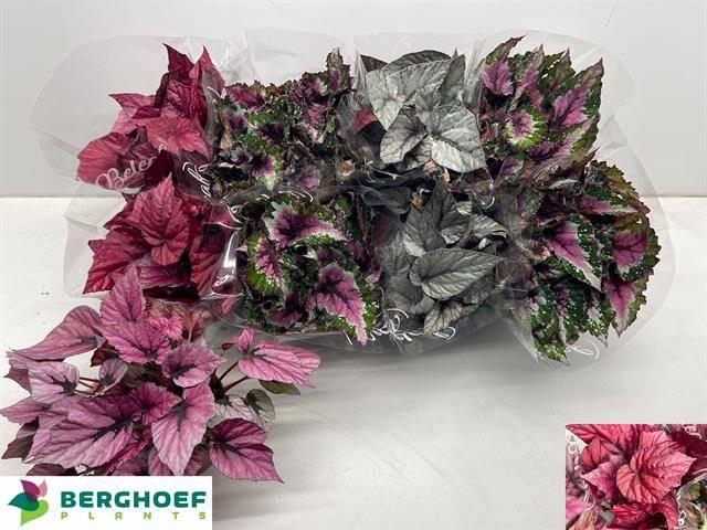 <h4>BEG BEL GEM</h4>