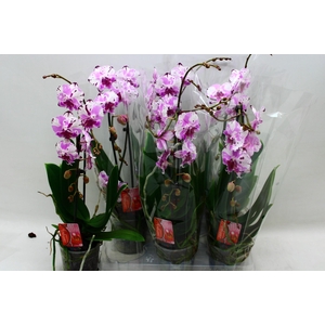 PHAL EL CASCADE
