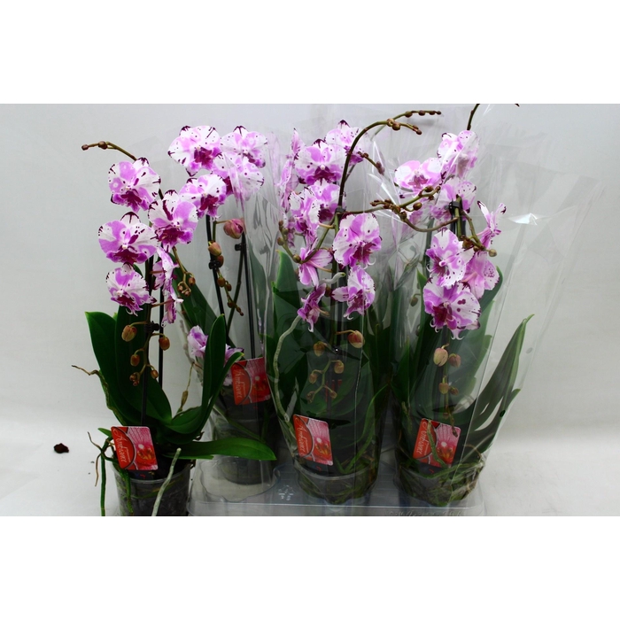 <h4>PHAL EL CASCADE</h4>