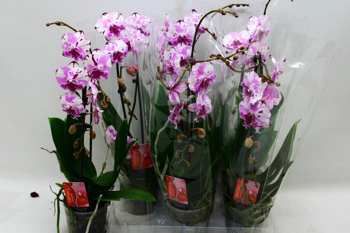 PHAL EL CASCADE