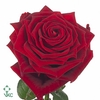 Rosa large red naomi! Porta Nova