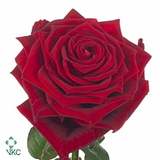 <h4>Rosa la pipe red naomi!</h4>