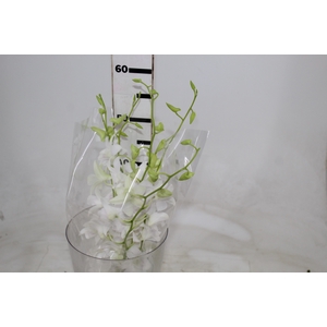 DENPHALAEN MACO MINIMO 30 FLORES