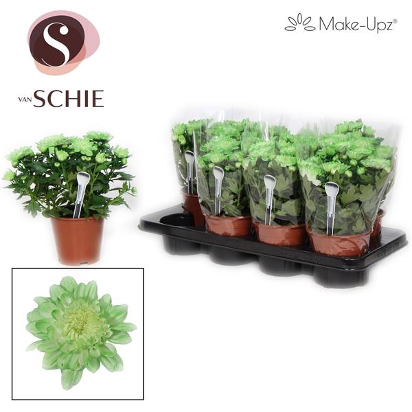 <h4>Chrysanne Make-Upz Green</h4>