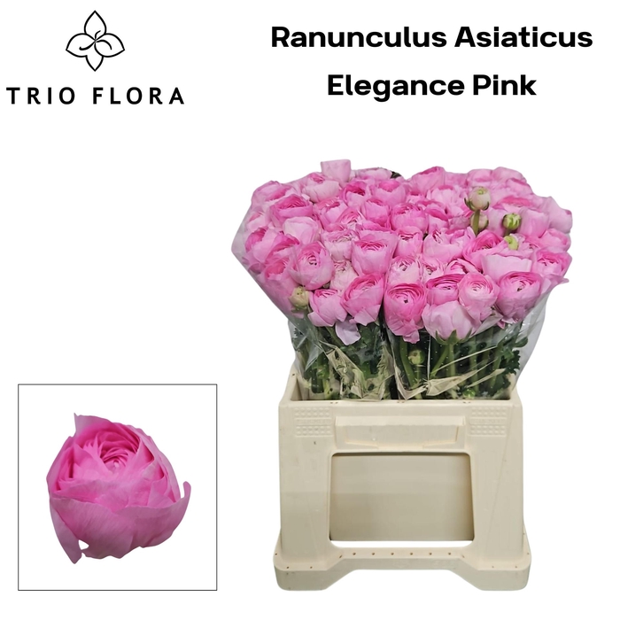 <h4>RAN EL PINK 566</h4>