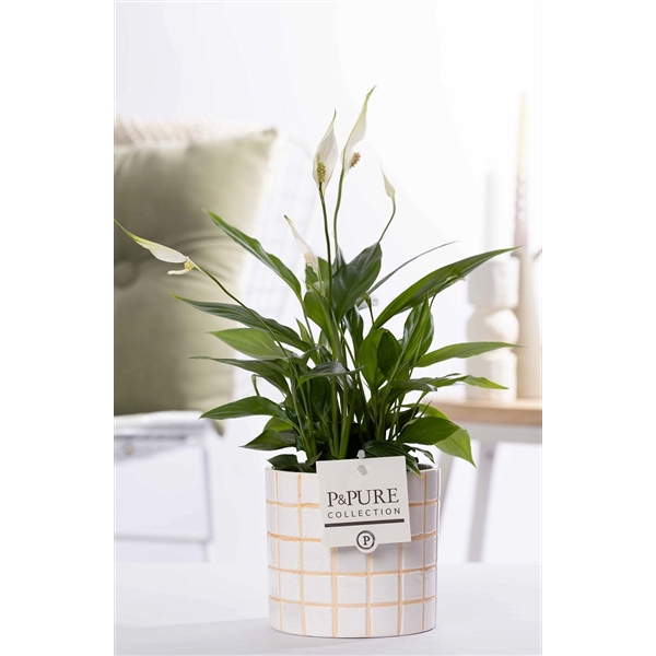 <h4>Spathiphyllum in P&PURE Tirza ceramics</h4>
