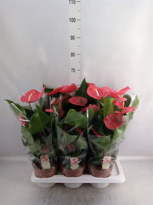 <h4>Anthurium andr. 'California'</h4>