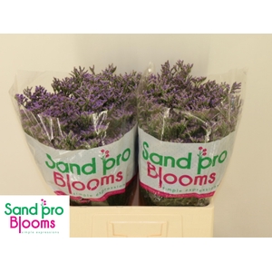 LIM SAF CLASSIC BLUE