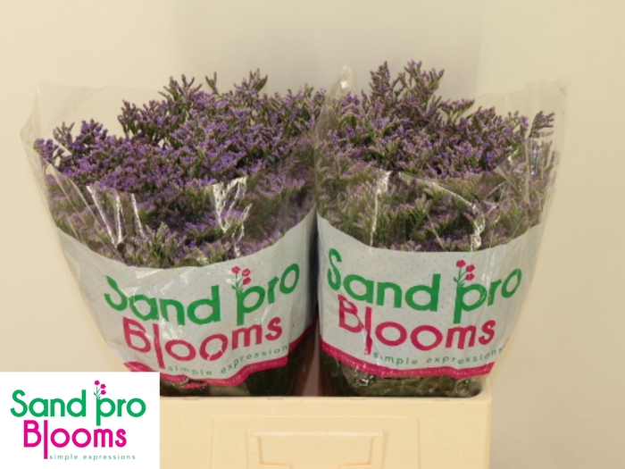 <h4>LIM SAF CLASSIC BLUE</h4>