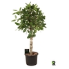 Ficus Ov Benghalensis stam Audrey