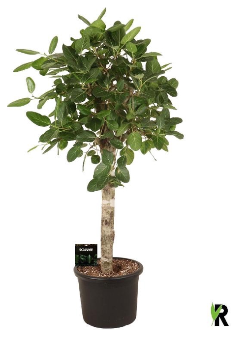 <h4>Ficus Ov Benghalensis stam Audrey</h4>