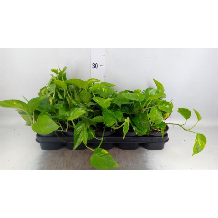 <h4>Epipremnum pinn. 'Aureum'</h4>