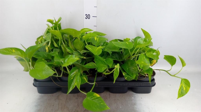 Epipremnum pinn. 'Aureum'