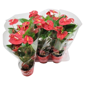 Anthurium XL.9 Jambo Red 14cm in blanco hoes