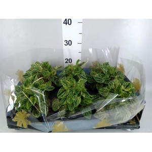Peperomia