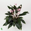 Lilium Oriental Mix 13cm