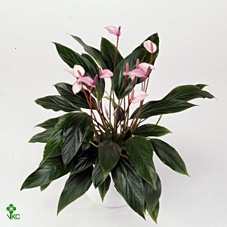 Lilium Oriental Mix 13cm