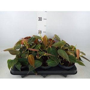 Philodendron scand. subsp. micans