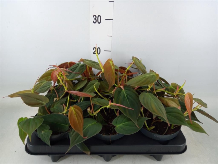 <h4>Philodendron scand. subsp. micans</h4>