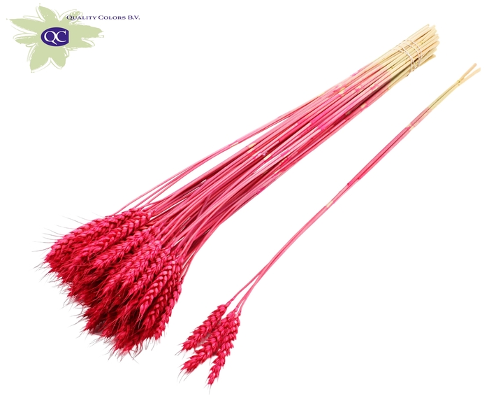 Triticum 3pc/Tuft Cerise