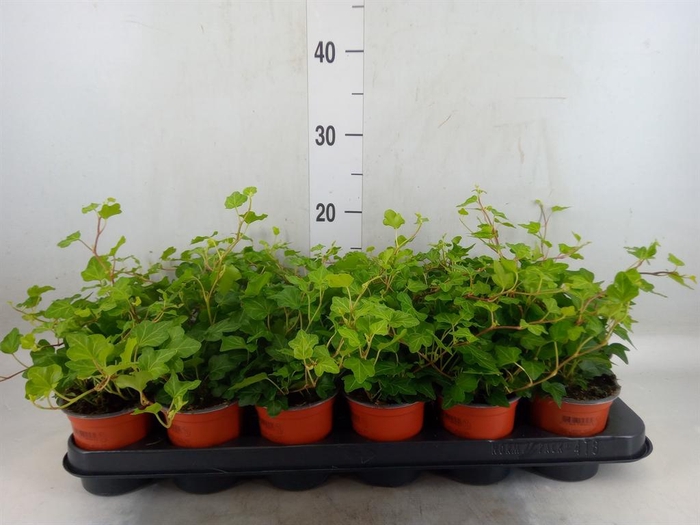<h4>Hedera helix 'Wonder'</h4>