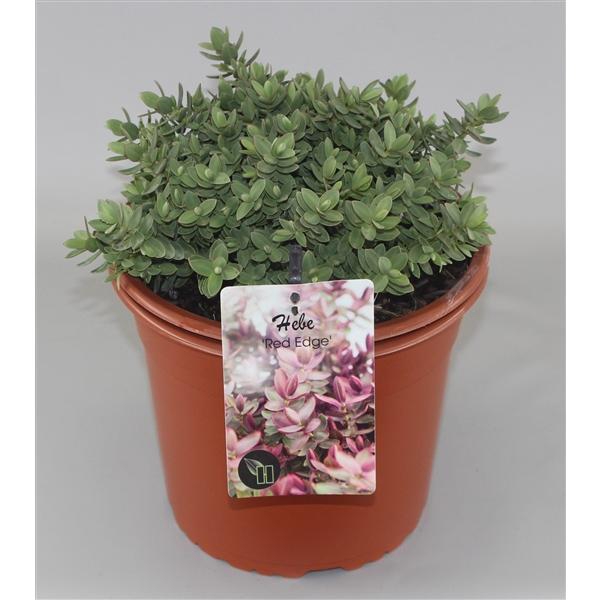 <h4>Hebe 'Red Edge' C5</h4>