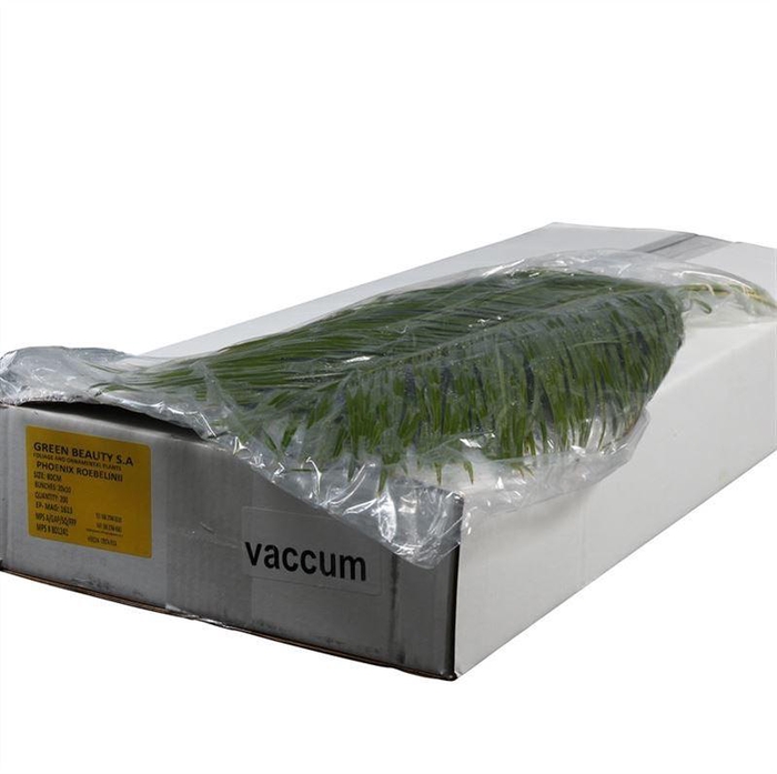 <h4>Roebelinii Vacuum</h4>